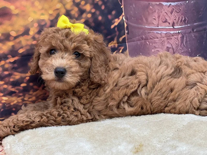 AKC Luna – Poodle - Miniature  puppy for sale in Mulberry, KS