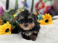 Bowie, a male Yorkshire Terrier for sale in Mulberry, KS – Photo 1 of 4