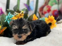 Bowie, a male Yorkshire Terrier for sale in Mulberry, KS – Photo 2 of 4