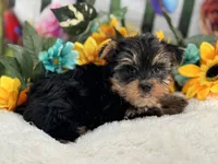 Bowie, a male Yorkshire Terrier for sale in Mulberry, KS – Photo 3 of 4