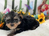 Bowie, a male Yorkshire Terrier for sale in Mulberry, KS – Photo 4 of 4
