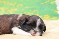Maggie, a female Shih Tzu for sale in Mulberry, KS – 1 of 3