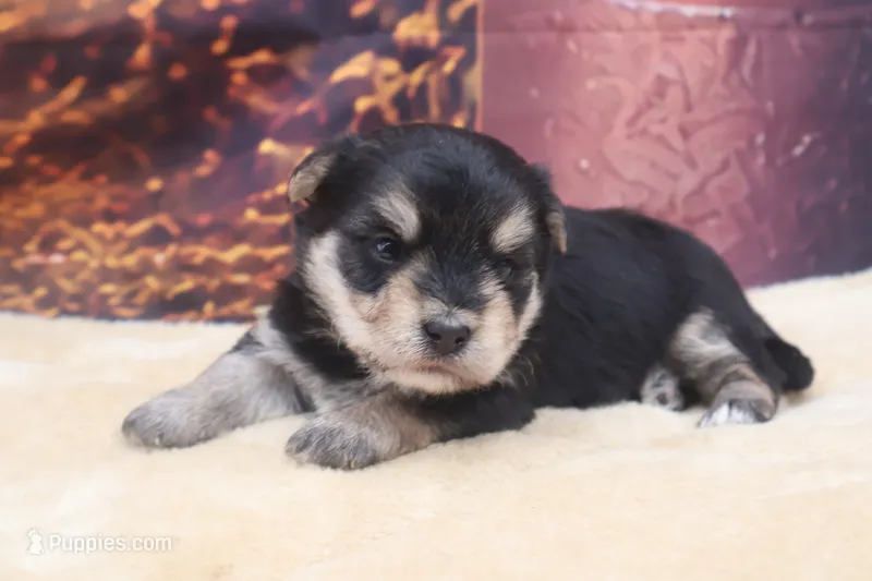 Bandit – Morkie puppy for sale in Mulberry, KS
