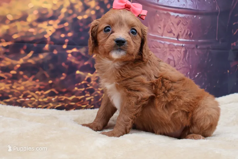 Ruby – Cavalier King Charles Spaniel, Miniature Goldendoodle puppy for sale in Mulberry, KS