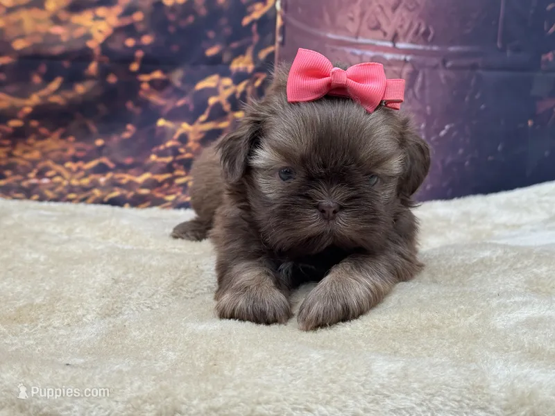 AKC Hazel – Shih Tzu puppy for sale in Mulberry, KS