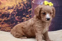Poppy, a female Cavalier King Charles Spaniel and Miniature Goldendoodle for sale in Mulberry, KS – 2 of 3