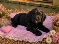 Duke , a male Cavapoo for sale in Mulberry, KS – 2 of 3