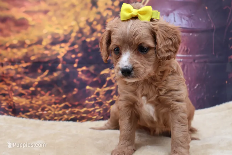 Poppy – Cavalier King Charles Spaniel, Miniature Goldendoodle puppy for sale in Mulberry, KS