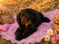 Duke , a male Cavapoo for sale in Mulberry, KS – 3 of 3