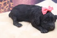 AKC Beauty, a female Poodle - Miniature  for sale in Mulberry, KS – 2 of 3
