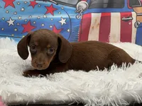 Max, a male Miniature Dachshund for sale in Mulberry, KS – 3 of 3