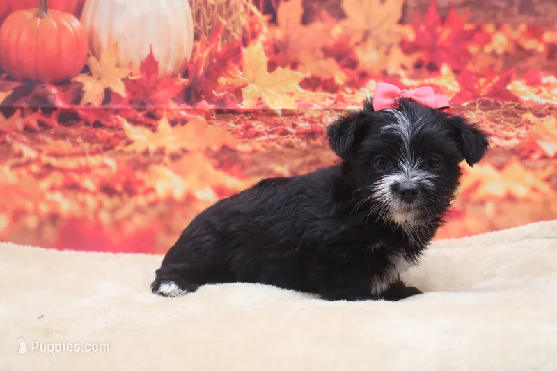 Raven – Morkie puppy for sale in Mulberry, KS