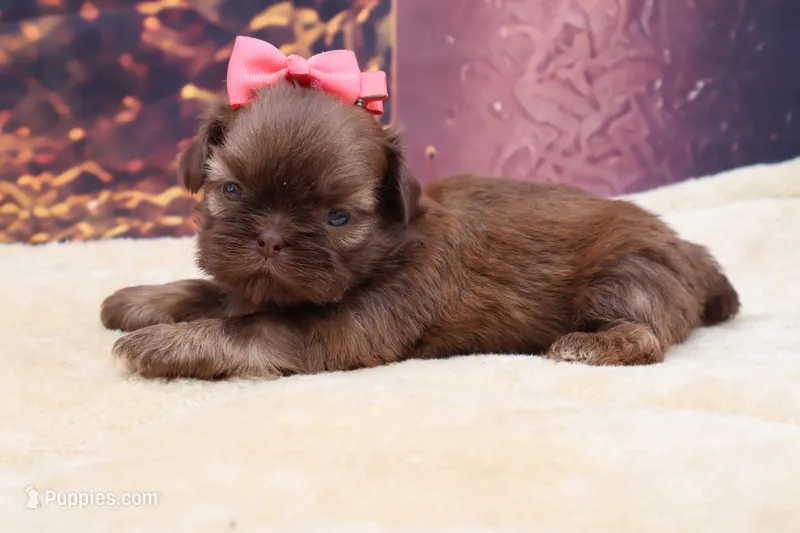 AKC Hazel – Shih Tzu puppy for sale in Mulberry, KS
