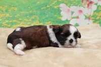 Daisy, a female Shih Tzu for sale in Mulberry, KS – 3 of 3