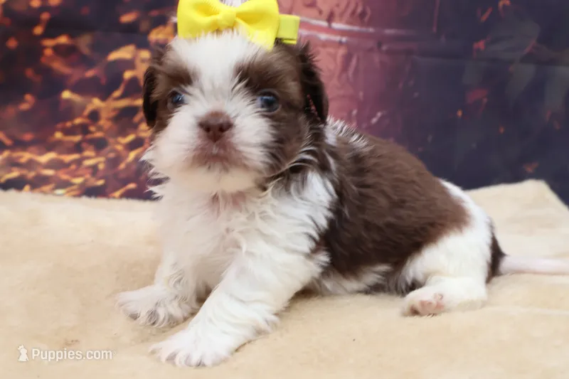 AKC Bruno – Shih Tzu puppy for sale in Mulberry, KS