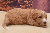 AKC Peaches, a female Poodle - Miniature  for sale in Mulberry, KS – 2 of 3