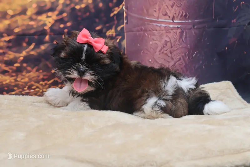 Maggie – Shih Tzu puppy for sale in Mulberry, KS