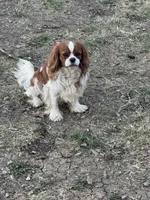 AKC Charlie , a male Cavalier King Charles Spaniel for sale in Mulberry, KS – 2 of 3