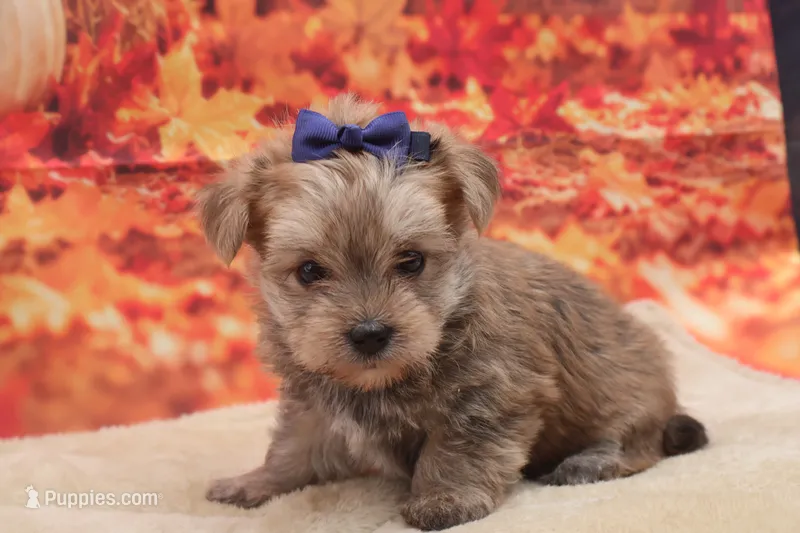 Tanner – Morkie puppy for sale in Mulberry, KS