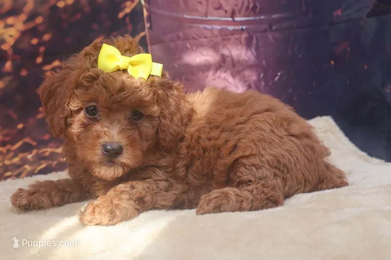 AKC Luna – Poodle - Miniature  puppy for sale in Mulberry, KS