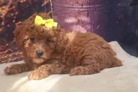 AKC Luna, a female Poodle - Miniature  for sale in Mulberry, KS – 1 of 3