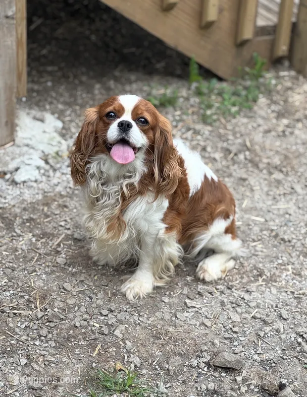 AKC Charlie  – Cavalier King Charles Spaniel puppy for sale in Mulberry, KS