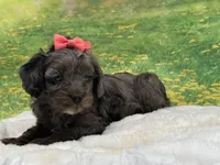 Belle, a female Cavapoo for sale in Mulberry, KS – 3 of 5