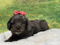 Belle, a female Cavapoo for sale in Mulberry, KS – 1 of 5