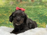 Belle, a female Cavapoo for sale in Mulberry, KS – 4 of 5