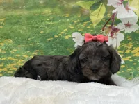 Belle, a female Cavapoo for sale in Mulberry, KS – 2 of 5