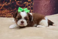 AKC Tucker, a male Shih Tzu for sale in Mulberry, KS – 3 of 3