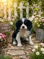 Rose, a female Cavalier King Charles Spaniel for sale in Mulberry, KS – 2 of 3