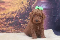 AKC Winston, a male Poodle - Miniature  for sale in Mulberry, KS – 2 of 3