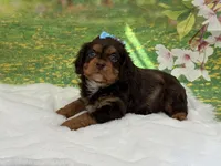 Bruno, a male Cavapoo for sale in Mulberry, KS – Photo 2 of 3