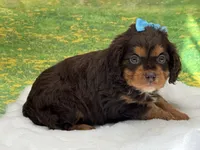 Bruno, a male Cavapoo for sale in Mulberry, KS – Photo 1 of 3