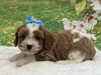 Teddy, a male Cavapoo for sale in Mulberry, KS – 4 of 4