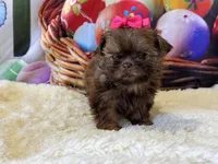 AKC Bonnie, a female Shih Tzu for sale in Mulberry, KS – Photo 2 of 2