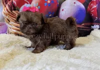AKC Bonnie, a female Shih Tzu for sale in Mulberry, KS – Photo 1 of 2