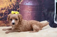 Poppy, a female Cavalier King Charles Spaniel and Miniature Goldendoodle for sale in Mulberry, KS – 3 of 3