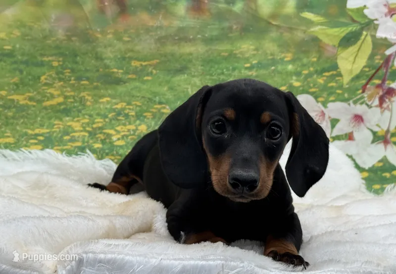 Zane  – Miniature Dachshund puppy for sale in Mulberry, KS