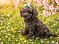 Belle, a female Cavapoo for sale in Mulberry, KS – 2 of 4