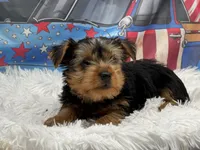 Mike , a male Yorkshire Terrier for sale in Mulberry, KS – 1 of 4