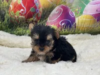 Teacup Mason , a male Yorkshire Terrier for sale in Mulberry, KS – Photo 3 of 3