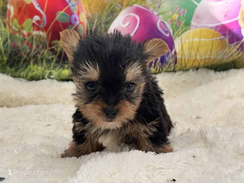 Teacup Mason  – Yorkshire Terrier puppy for sale in Mulberry, KS