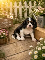 Rose, a female Cavalier King Charles Spaniel for sale in Mulberry, KS – 1 of 3