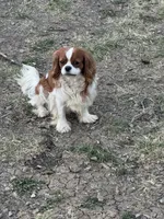 AKC Charlie , a male Cavalier King Charles Spaniel for sale in Mulberry, KS – 3 of 3