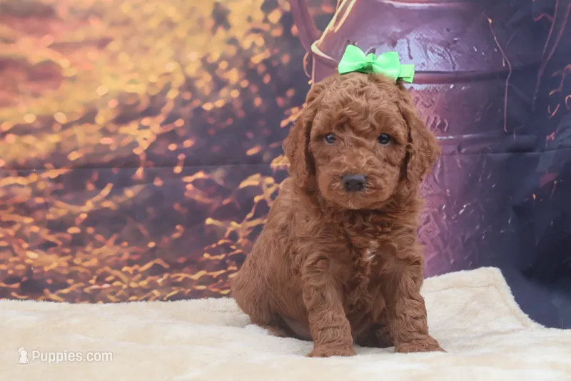 AKC Winston – Poodle - Miniature  puppy for sale in Mulberry, KS
