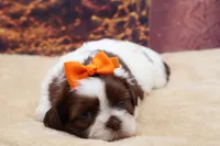 AKC Coco, a female Shih Tzu for sale in Mulberry, KS – 2 of 3