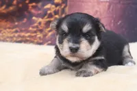 Bandit, a male Morkie for sale in Mulberry, KS – 2 of 3