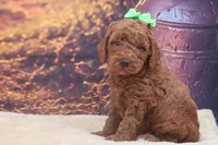 AKC Winston, a male Poodle - Miniature  for sale in Mulberry, KS – 3 of 3